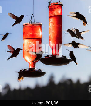 Costa's Hummingbird Nectar au convoyeur, Calypte costae, Arizona, Banque D'Images