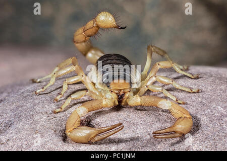 Hairy désert Scorpion, Hadrurus arizonensis, Arizona Banque D'Images