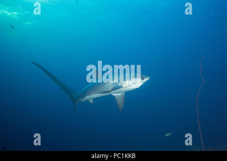 Homme requin pélagique ou requin renard, Alopias pelagicus, Monad Shoal Malapascua, off, Cebu, Philippines ( Mer Visayan, ouest de l'océan Pacifique ) Banque D'Images
