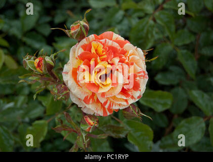 Hanky Panky orange et crème avec boutons de rose fleur rose autour d'elle, jardins de roses de Berne, Berne, Suisse, Europe Banque D'Images