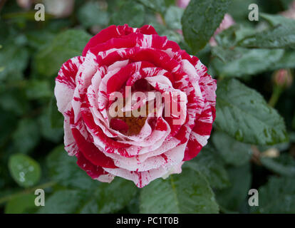 Close up photographie d'un Scentimental Rose dans les jardins de roses de Berne, Suisse, Europe Banque D'Images