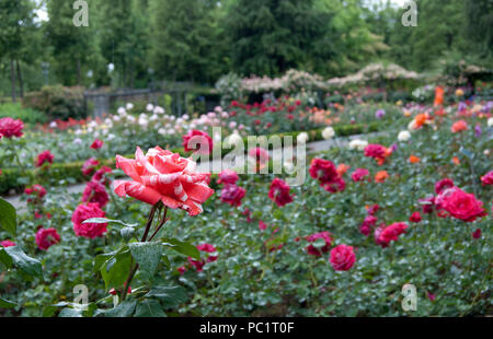 Roses dans les jardins de roses de Berne, Suisse, Europe Banque D'Images