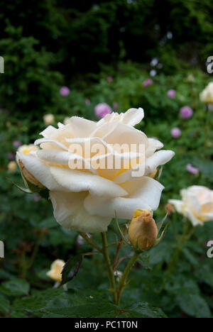 Portrait d'une rose blanche fleur dans les jardins de roses de Berne, Berne, Suisse Banque D'Images