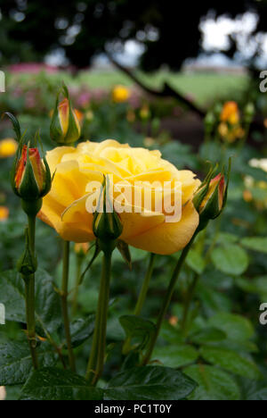 Rose jaune fleur dans les jardins de roses de Berne, Berne, Suisse, Europe Banque D'Images