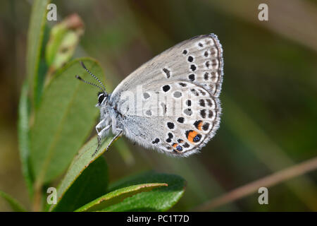 Papillon Bleu canneberge (Plebejus optilete) mâle adulte au repos, montrant le dessous des ailes, l'Estonie, Juillet Banque D'Images