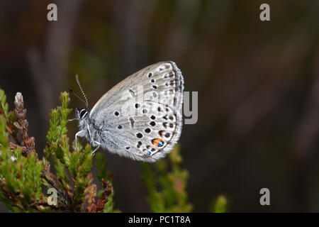 Papillon Bleu canneberge (Plebejus optilete) mâle adulte au repos sur la canneberge, montrant le dessous des ailes, l'Estonie, Juillet Banque D'Images