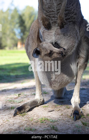 Close up de Joey ou le bébé dans le ventre de maman kangourou sac avant in park Banque D'Images