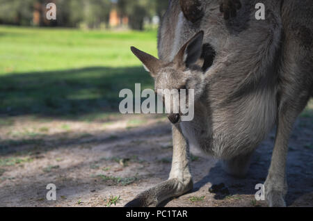 Close up de Joey ou le bébé dans le ventre de maman kangourou sac avant in park Banque D'Images