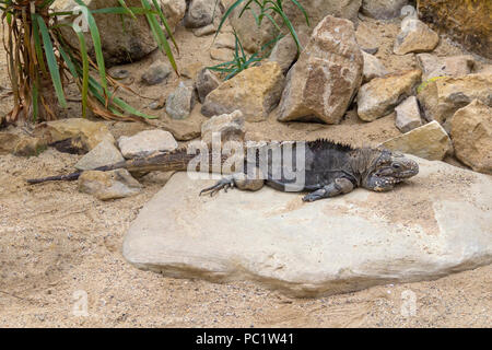 Rock cubain nommé lézard iguane dans l'ambiance du désert Banque D'Images