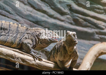 Nommé lézards iguana rock cubain sur tronc d'arbre au sol pierreux Banque D'Images