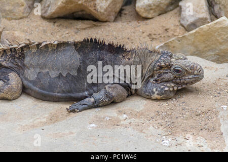 Rock cubain nommé lézard iguane dans l'ambiance du désert Banque D'Images