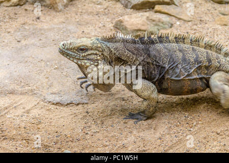 Rock cubain nommé lézard iguane dans l'ambiance du désert Banque D'Images