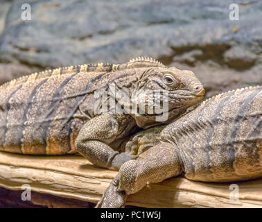 Nommé lézards iguana rock cubain sur un tronc d'arbre dans une ambiance rocheuse Banque D'Images