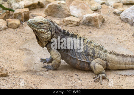 Rock cubain nommé lézard iguane dans l'ambiance du désert Banque D'Images