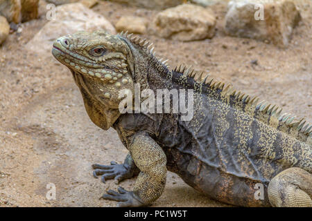 Rock cubain nommé lézard iguane dans l'ambiance du désert Banque D'Images