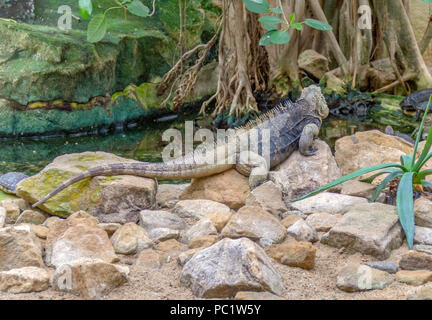 Nommé lézard iguane rock cubain sur le sol rocheux Banque D'Images