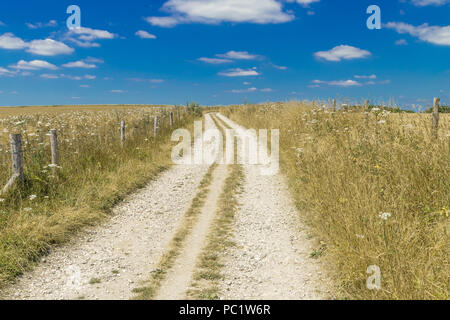 Promenades sur le sentier de South Downs, Sussex Banque D'Images