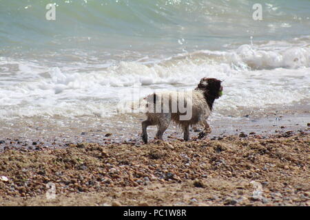 Chien jouant fetch dans les vagues au bord de la mer Banque D'Images