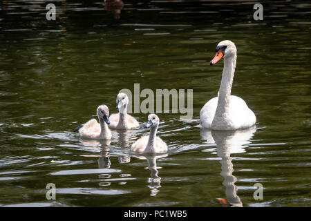 Mère swan avec cygnets sur river Banque D'Images