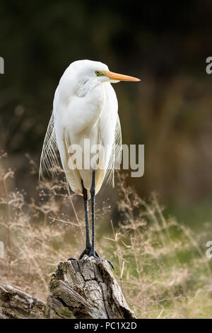 Grande Aigrette perchée Banque D'Images