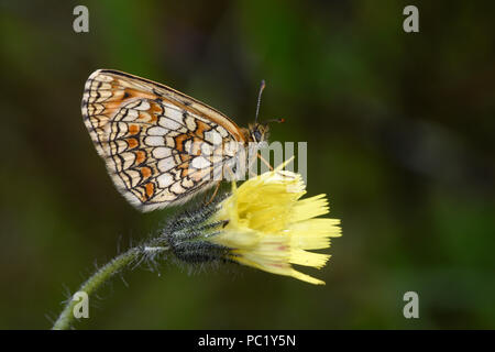 Heath fritillary (Melitaea athalia) papillon adulte au repos sur fleur jaune, l'Estonie, Juillet Banque D'Images