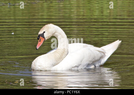 Un cygne muet, Cygnus olor, natation sur un étang. Banque D'Images