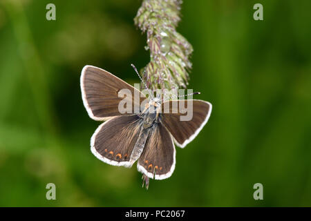 Le nord de l'Argus Brun Aricia artaxerces (papillon) mâle perché sur tige d'herbe, vue de dessus d'ailes, l'Estonie, Juillet Banque D'Images