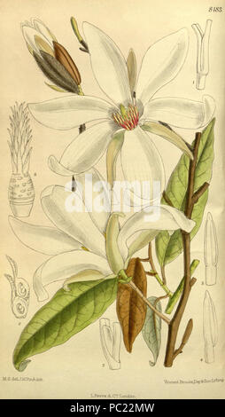 387 Magnolia salicifolia 139-8483 Banque D'Images