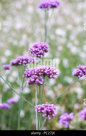 Verbena bonariensis contre 26 fleurs. Banque D'Images