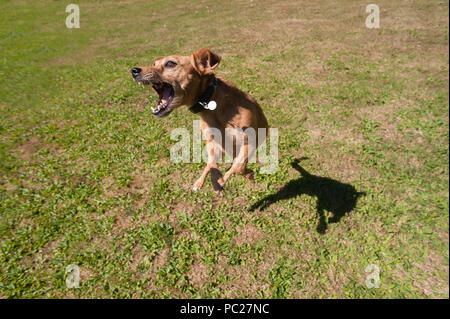 Jack Russell Terrier mignon chien ayant l'exercice et le plaisir en sautant vers le haut dans la poursuite d'air balle de tennis tournant autour, devenir fou pour attraper une balle, comme pour aller chercher Banque D'Images