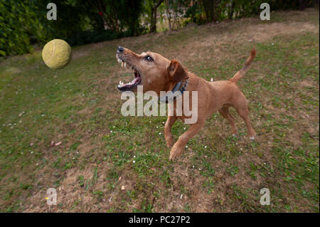Jack Russell Terrier mignon chien ayant l'exercice et le plaisir en sautant vers le haut dans la poursuite d'air balle de tennis tournant autour, devenir fou pour attraper une balle, comme pour aller chercher Banque D'Images