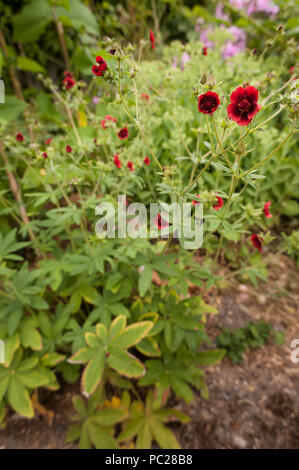 Assez profonde à fleurs rouges un plant de cannabis semés de graines d'oiseaux ? Pour être détruits comme illégal de se développer au Royaume-Uni Banque D'Images