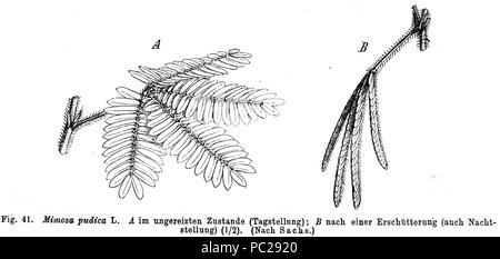 417 Mimosa pudica Taub41 Banque D'Images