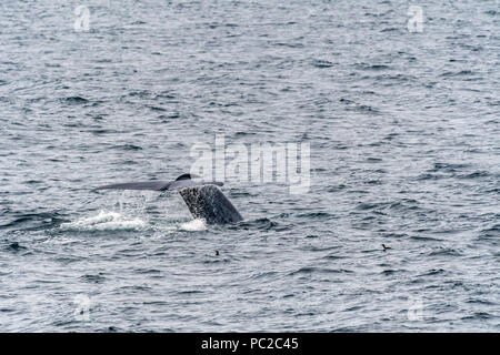 Rorqual bleu (Balaenoptera musculus) nager près de la côte de Svalbard, Norvège. Banque D'Images