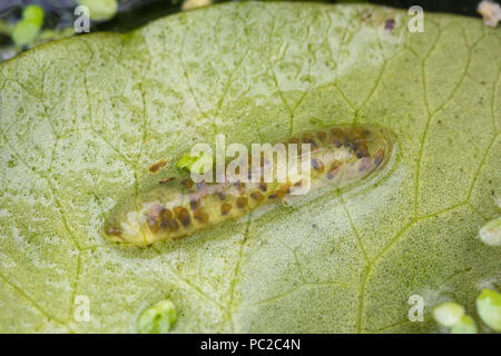 Close-up d'un embrayage de l'escargot pond les oeufs pondus en gelée claire sur la face inférieure d'une feuille de nénuphar dans un étang de jardin Banque D'Images