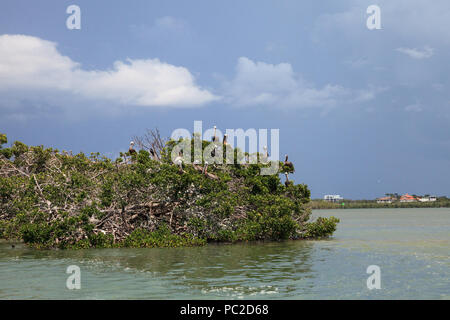 Pélican brun Pelecanus occidentalis troupeau la perche en nid dans un arbre de la mangrove dans une marina à Caxambas Island, Naples, Florida Banque D'Images