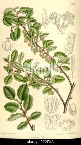 Nothofagus antarctica uliginosa 449 136-8314 Banque D'Images