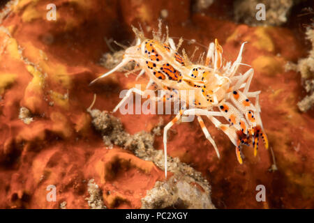 La crevette tigrée, Phyllognathia ceratophthalma, également connu sous le nom de dragon de la crevette, se nourrissent d'étoiles de mer et d'environ 2cm de longueur, aux Philippines. Banque D'Images