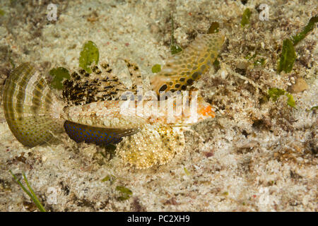 L'Dactylopus dactylopus dragonet, fingered, peuvent être trouvés au cours de la journée sur les fonds sableux. Ils sont souvent en paires et va "marcher" sur la première Banque D'Images