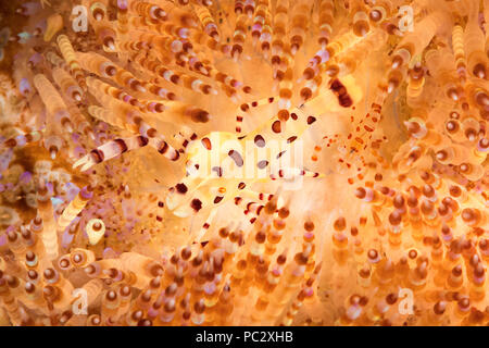 La plus grande de ces deux crevettes Periclimenes colemani, Coleman, est la femelle. Cette paire d'effacer une partie de l'oursin de feu, Asthenosoma varium, de t Banque D'Images