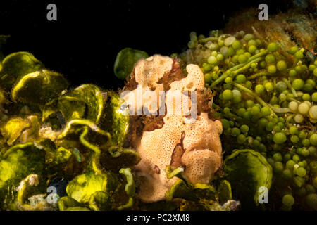 Un poisson grenouille verruqueux, Antennarius maculatus, entre types d'algues marines à Dumaguete, Philippines. Banque D'Images