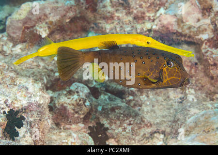 Ce poissons-trompette, Aulostomus maculatus, Predator est un récif natation derrière un Ostracion cubicus boxfish, jaune, l'utilisant comme un aveugle aux proies d'embuscade, Ya Banque D'Images
