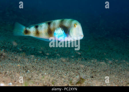 Le whitepatch aneitensis razorfish, Xyrichtys, va plonger dans le fond sablonneux au premier signe de danger, aux Philippines. Banque D'Images