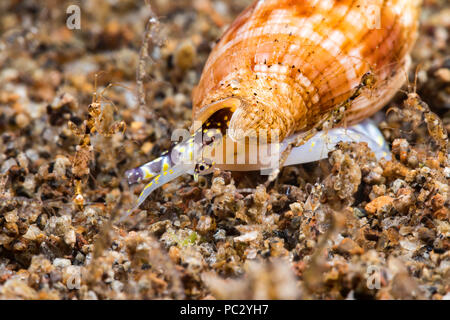 C'est un close-up d'un shell triton, Colubraria sp., les yeux dans les yeux avec des caprelles, Caprellide sp. La taille des grains de sable y donner Banque D'Images