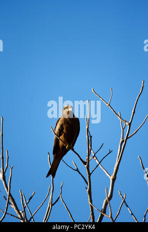 Milan noir (Milvus migrans ) perché dans l'arbre, de l'Australie-Occidentale, Australie occidentale Banque D'Images