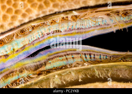 Le manteau de couleur vive et des rangées de minuscules yeux faire le corail-plate de pétoncle, de Pédum spondyloideum, facilement reconnue sur le récif. Cette mollusques Banque D'Images