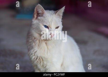 Avec les yeux de chat de Van colorsin différents Van City. La Turquie Banque D'Images