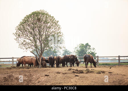 Belle scène d'eau troupeau de bisons dans la ferme agricole rural naturel. L'industrie des aliments du bétail, thaï traditionnel asiatique Style campagne co Banque D'Images