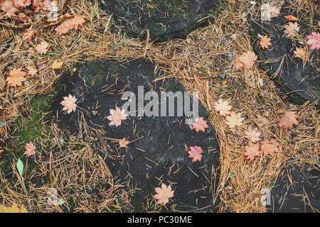 Feuilles d'érable et les aiguilles de conifères sur le sol en forêt d'automne. Changement de saison. Vue de dessus dans le passage libre. Banque D'Images