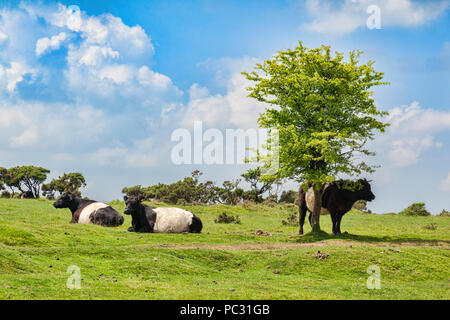 11 Juin 2018 : Bodmin Moor, Cornwall, UK - Belted Galloway cattle. Banque D'Images